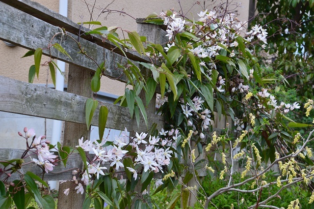 清明…4月4・6日の庭。_c0124100_21473894.jpg