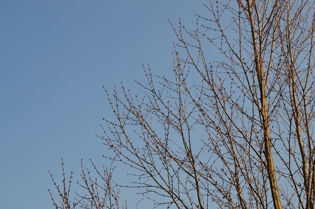 清明…4月4・6日の庭。_c0124100_21491459.jpg