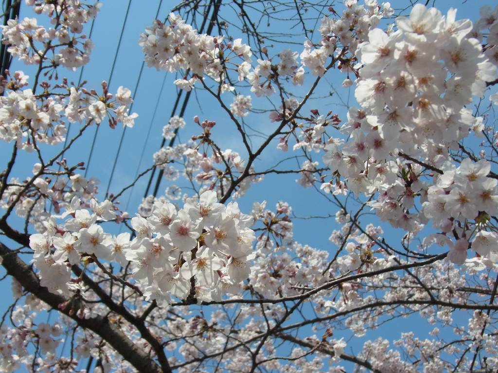 先週末の満開はやはりフェイクニュースだったようです_a0246407_07571639.jpg