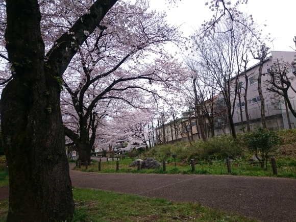4/6 花見@根川緑道(立川市)_b0042308_23032484.jpg