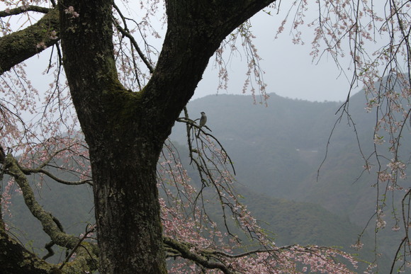 小越の枝垂れ桜_d0237309_21284937.jpg