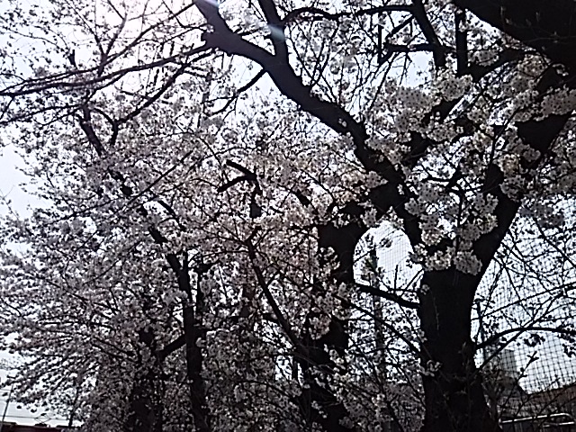 4月です。_c0208011_1337385.jpg