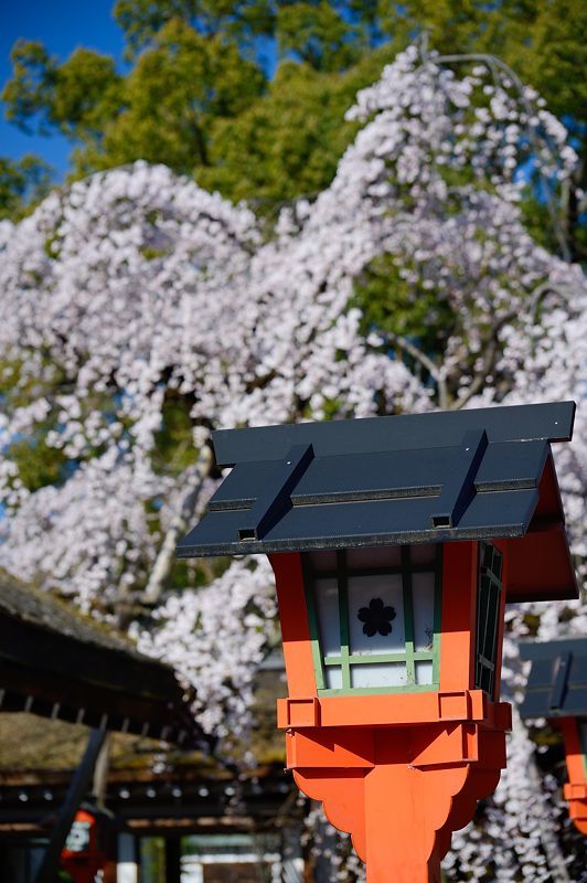 桜便り2017　魁桜＠平野神社_f0032011_20053956.jpg