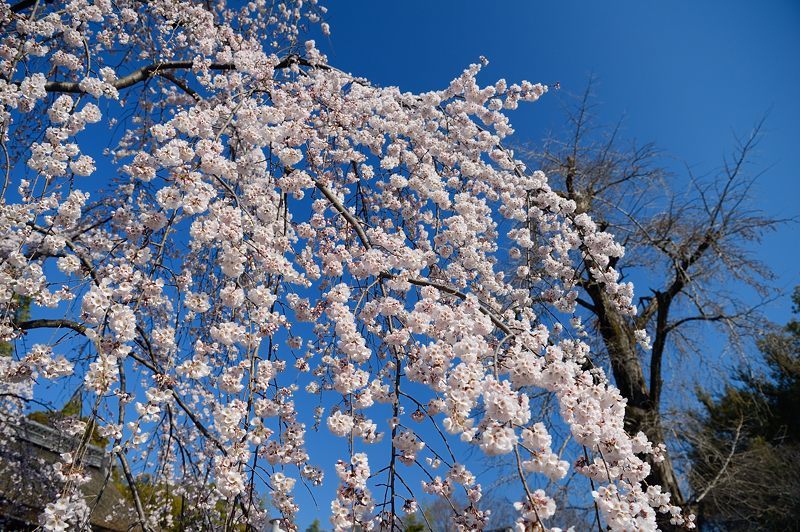 桜便り2017　魁桜＠平野神社_f0032011_20054094.jpg