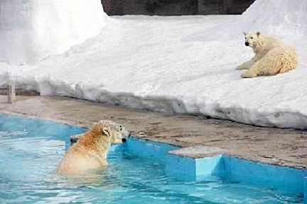 ロシア・イジェフスク動物園でアイオンとドゥムカの初顔合わせが行われる ～ 「新血統」誕生への挑戦_a0151913_20433354.jpg