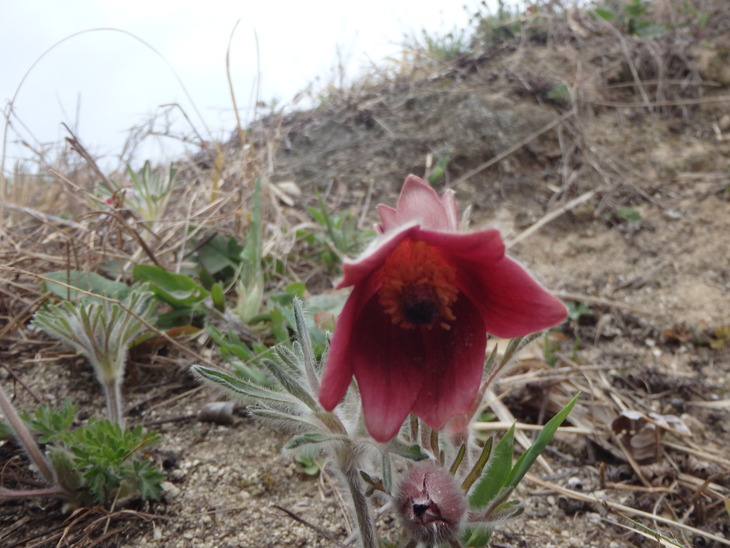 花の宝庫　井原山と基山へ_f0193521_9142754.jpg