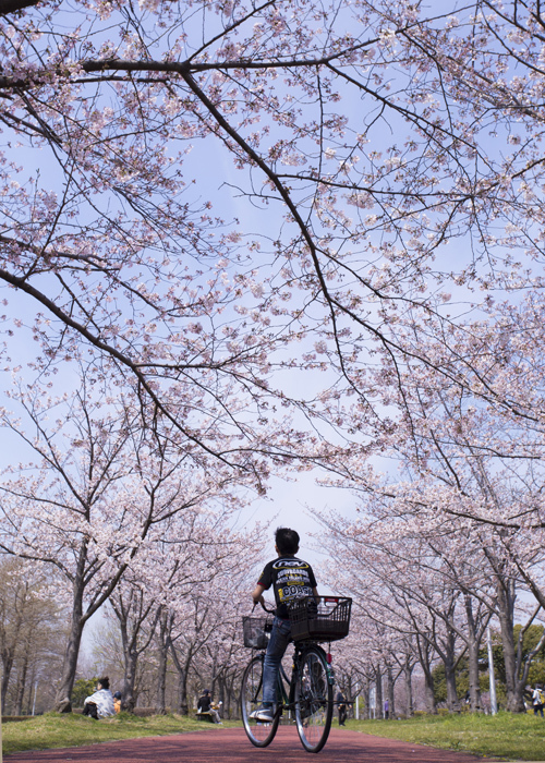 桜の木の下で_e0238623_00095653.jpg