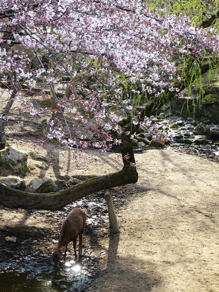 東大寺で桜を見た 2017/04/05_e0192725_23211369.jpg