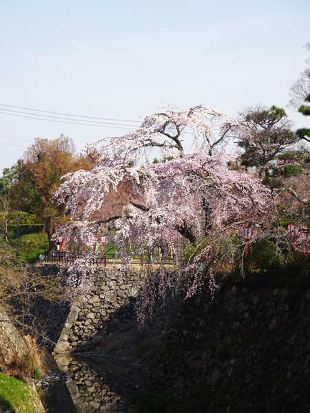 大和郡山で桜を見た 2017/04/05_e0192725_23385150.jpg