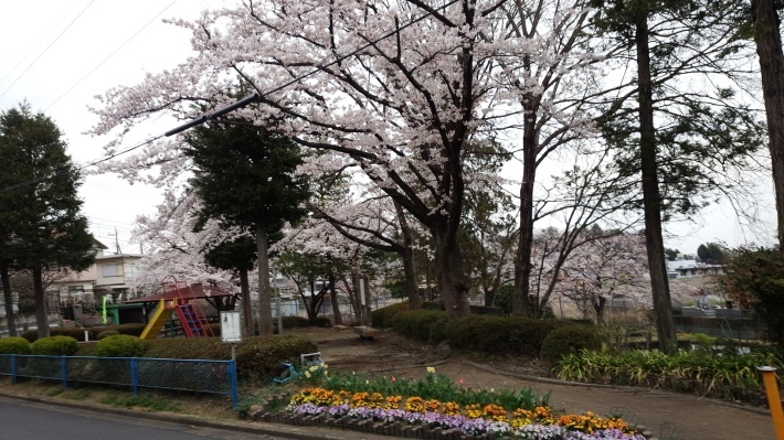 桜だより2017_c0155326_22583159.jpg