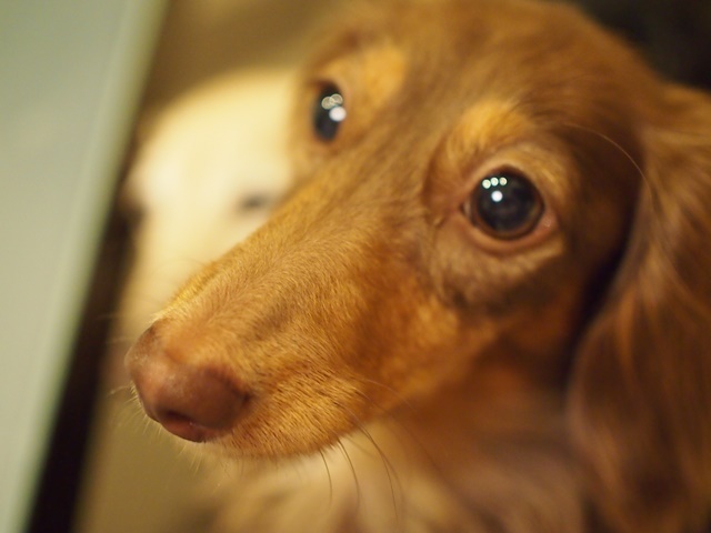 c0117831_21555286.jpg