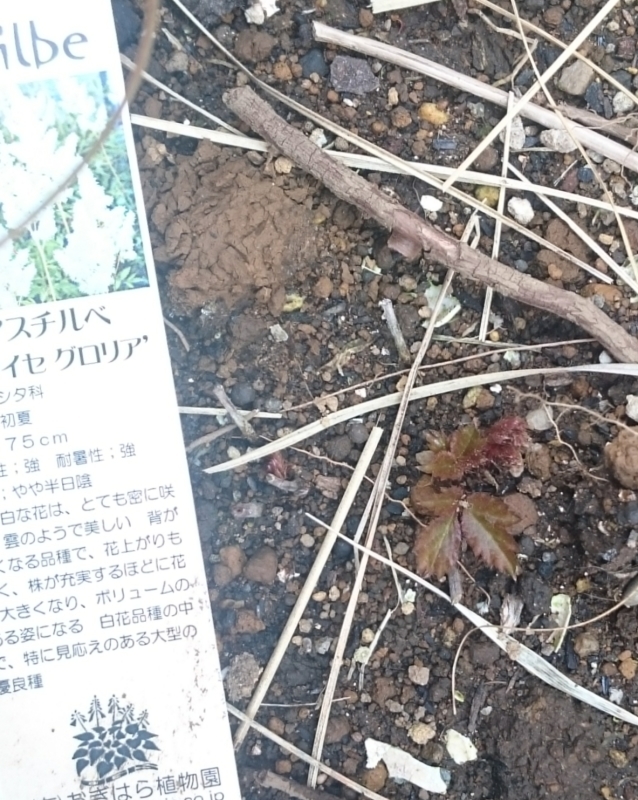アスチルベ ヴァイセ グロリア 記録 アスチルベ ヴァイセ グロリア 記録