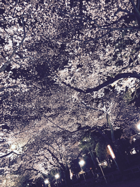 夜桜_b0172633_11070507.jpg