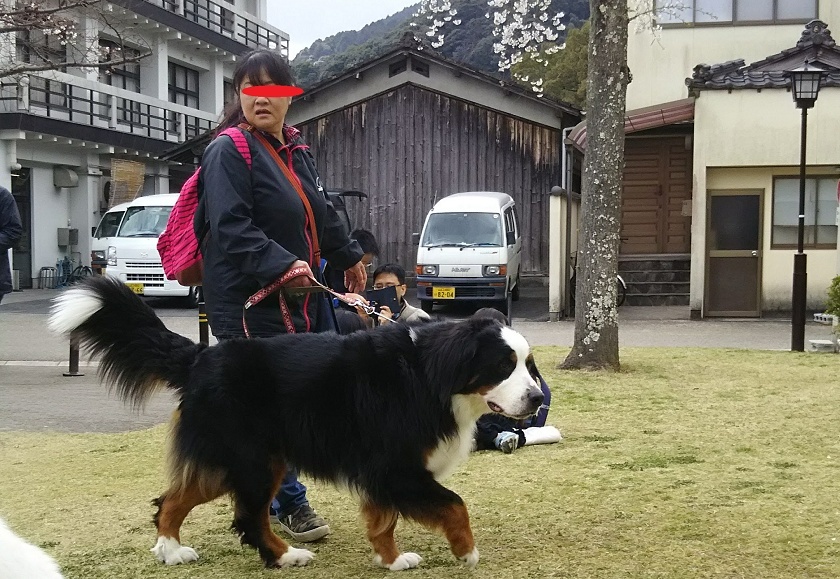 響11歳～♪ママＯＯ歳～♪&デカワン錦帯橋お花見(^^♪_e0155935_16473622.jpg