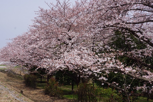 桜満開_a0129636_13462750.jpg