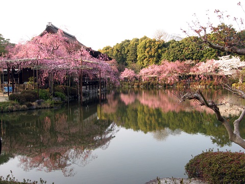 京都平安神宮の桜、水影の妙_f0234936_5535935.jpg