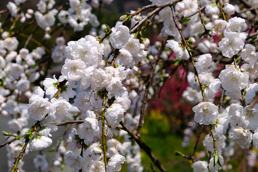 「賑やかな花桃」_c0014538_18165548.jpg