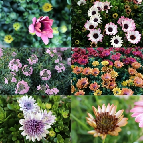 4月のイベント&寄せ植え教室のお知らせです♪_e0086738_16522080.jpg