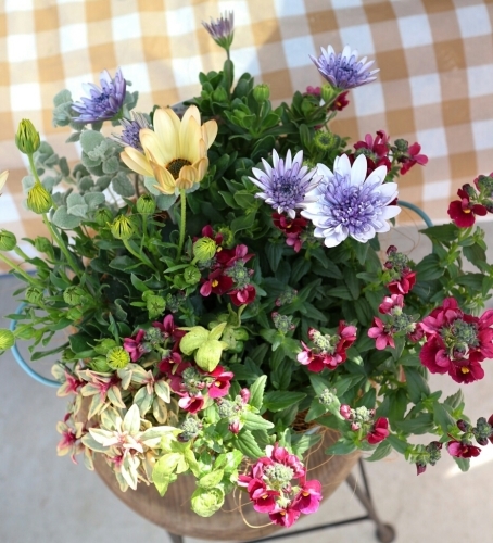 4月のイベント&寄せ植え教室のお知らせです♪_e0086738_16522353.jpg
