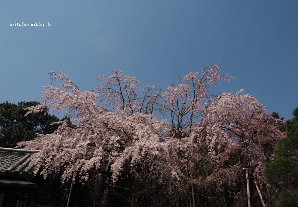醍醐寺三宝院の桜＠京都の春２０１７_f0295238_09152834.jpg