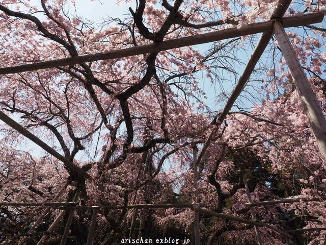 醍醐寺三宝院の桜＠京都の春２０１７_f0295238_09171758.jpg
