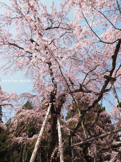 醍醐寺三宝院の桜＠京都の春２０１７_f0295238_09175728.jpg