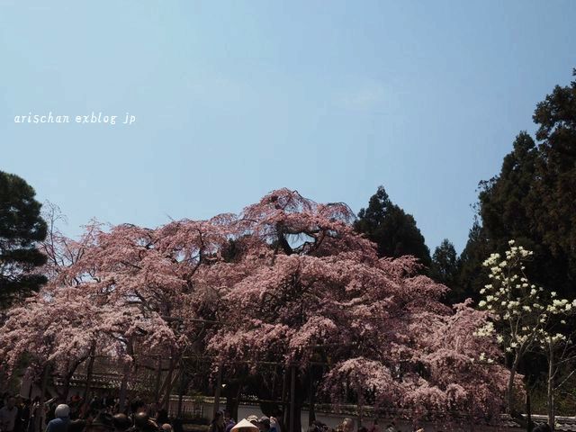 醍醐寺三宝院の桜＠京都の春２０１７_f0295238_09185514.jpg