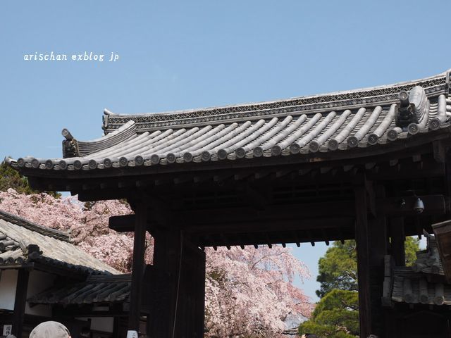醍醐寺三宝院の桜＠京都の春２０１７_f0295238_09201929.jpg