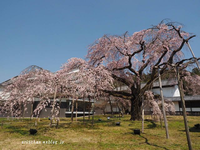 醍醐寺霊宝館の桜＠京都の春２０１７_f0295238_19143011.jpg