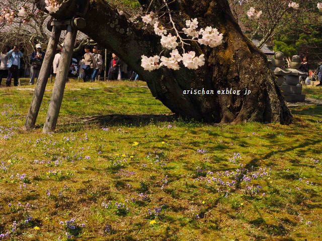 醍醐寺霊宝館の桜＠京都の春２０１７_f0295238_19163874.jpg