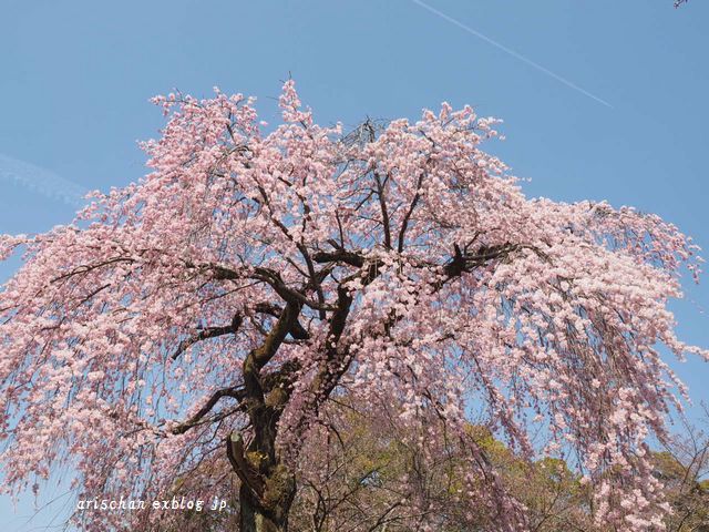 醍醐寺霊宝館の桜＠京都の春２０１７_f0295238_19173975.jpg