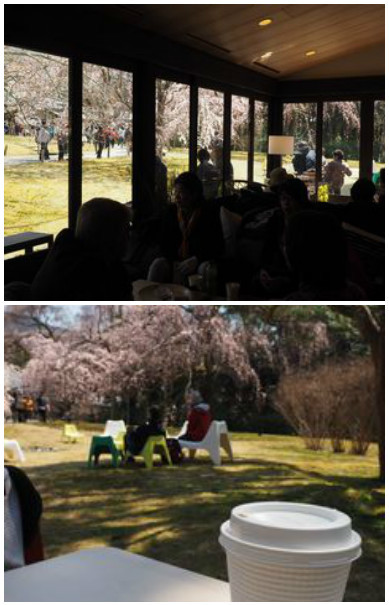 醍醐寺霊宝館の桜＠京都の春２０１７_f0295238_19185936.jpg