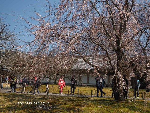 醍醐寺霊宝館の桜＠京都の春２０１７_f0295238_20420254.jpg