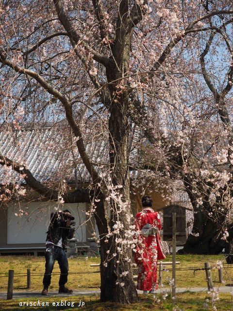 醍醐寺霊宝館の桜＠京都の春２０１７_f0295238_20441824.jpg