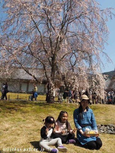 醍醐寺霊宝館の桜＠京都の春２０１７_f0295238_20470587.jpg