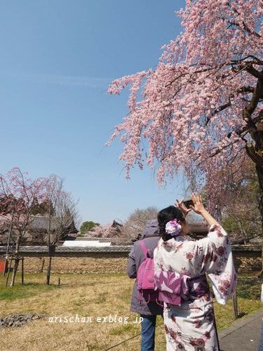 醍醐寺霊宝館の桜＠京都の春２０１７_f0295238_20481830.jpg