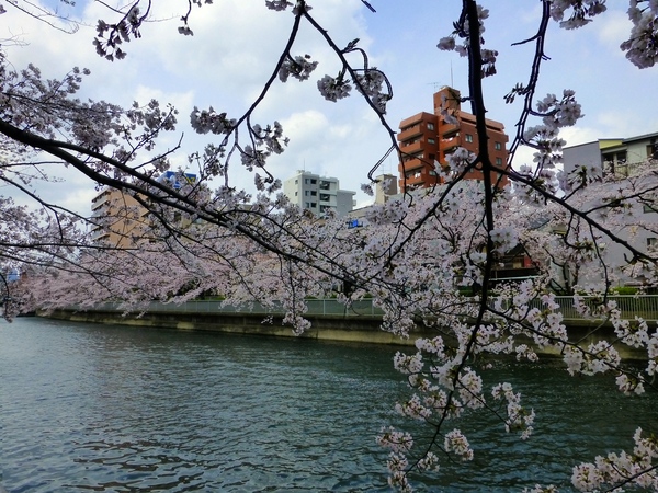 今日の桜_d0044239_22163223.jpg