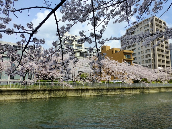 今日の桜_d0044239_22163563.jpg