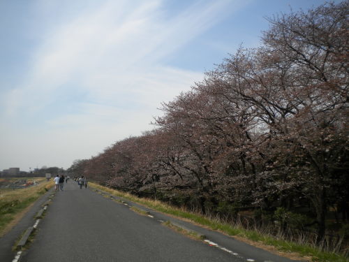 和泉多摩川のさくら（狛江市）2017.4.5_d0180039_00330538.jpg