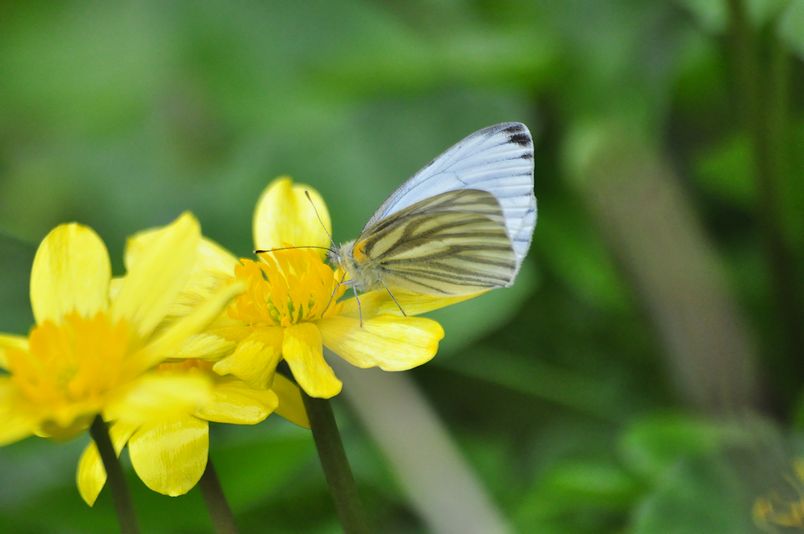 4月6日(曇一時晴)タイトル：９種類目撃しました。_f0105542_1361672.jpg