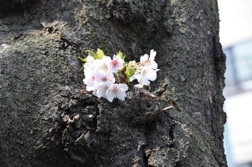 花の盛り。_c0160745_12501600.jpg