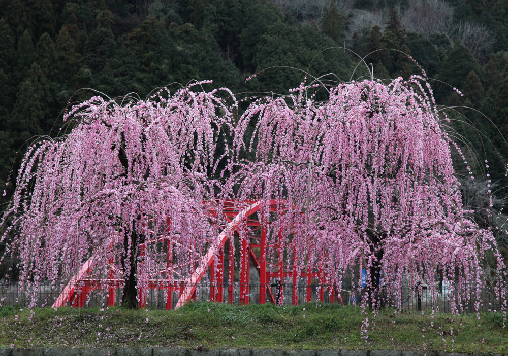 奈良市　月ヶ瀬梅林　枝垂れ梅_c0108146_1956151.jpg