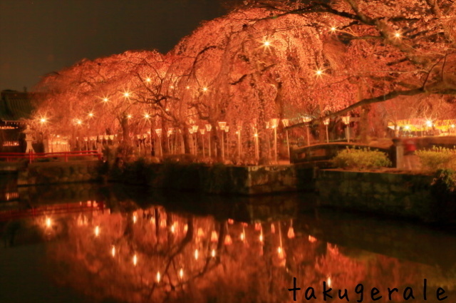 夜桜_f0139447_00024885.jpg