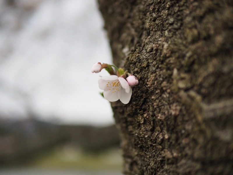 桜2017　木次（きすき）_f0169147_20253550.jpg