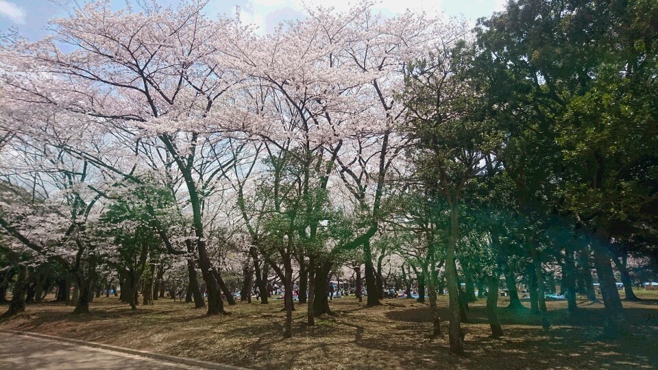 「桜前線…」_d0171548_13253259.jpg