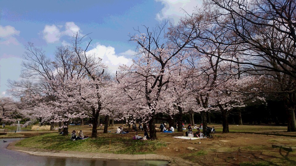 「桜前線…」_d0171548_13260400.jpg