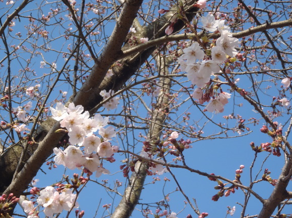 □4月6日(木)かみす桜まつり会場開花状況□_f0229750_09503432.jpg