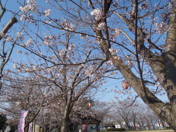 □4月6日(木)かみす桜まつり会場開花状況□_f0229750_10003850.jpg