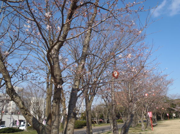 □4月6日(木)かみす桜まつり会場開花状況□_f0229750_10074269.jpg