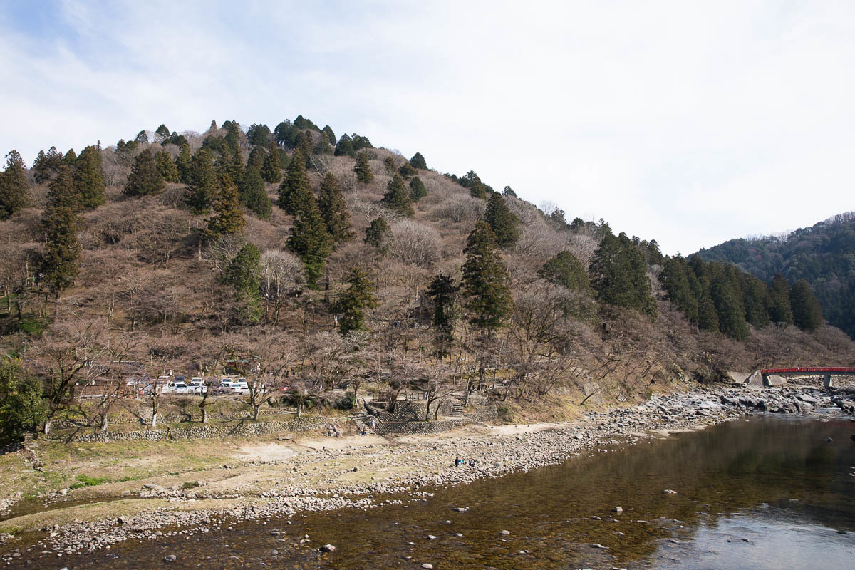 飯盛山のカタクリ　001_f0371554_16323793.jpg